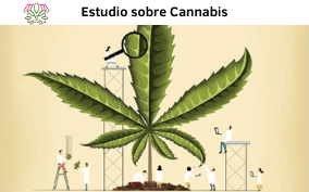 Un estudio sobre cannabis