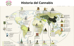 Cannabis Sativa - Su historia y evolución